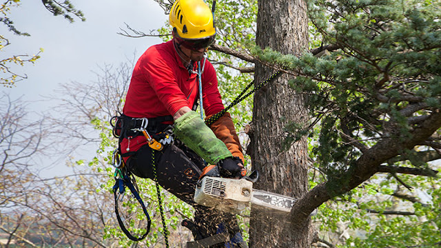 Tree Removal Mount Waverley