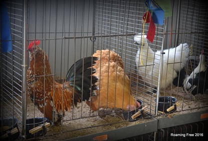 Chickens