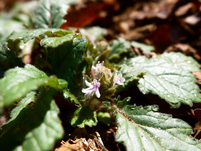 Ajuga makinoi