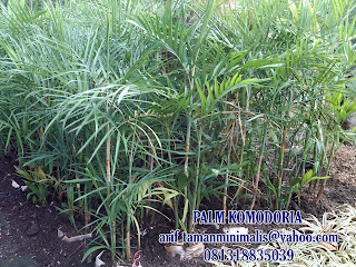 JUAL PALM KOMODORIA | POHON PELINDUNG