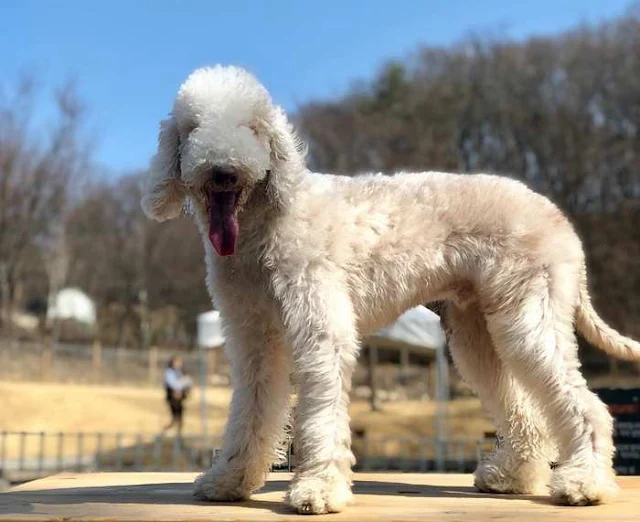 bedlington terrier