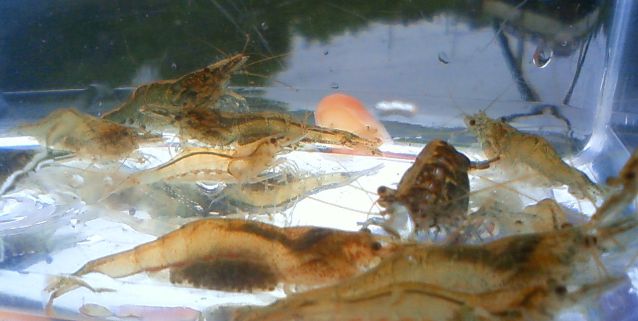 東京淡水魚図鑑 ヌカエビ ヌマエビ科ヌマエビ属