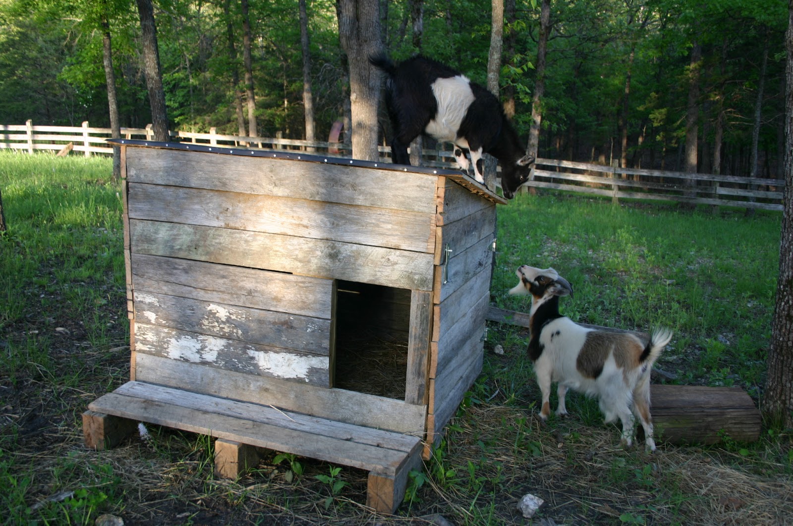 the ymker family update: goat shed