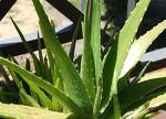 juice aloevera