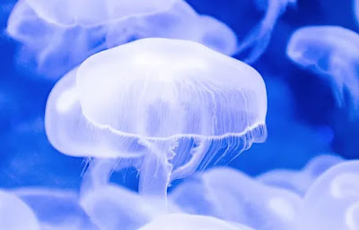 De quoi sont faites les méduses ?