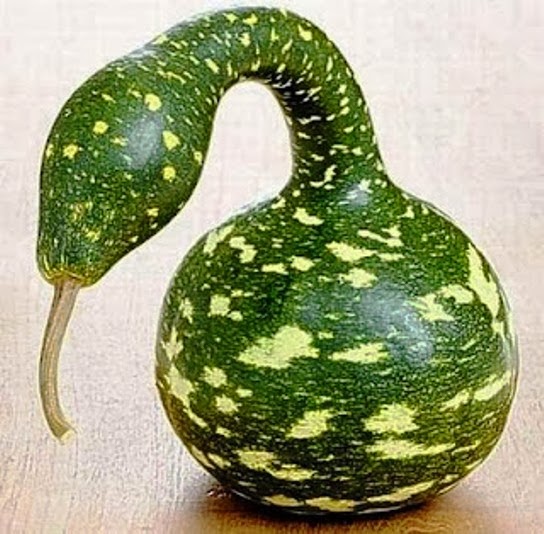 Fruits with curious