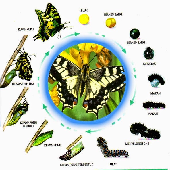 Metamorfosis