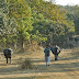 Sasan Gir - The Last Refuge of the Asiatic Lions