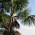 If you think the Amazon jungle is completely wild, think again