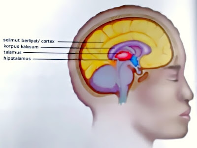 Gambar Sistem Saraf Pusat Otak Depan