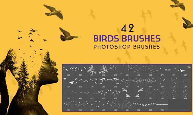 birds brushes