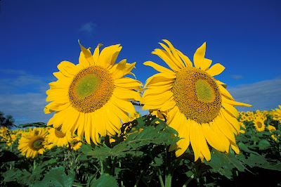 Sunflowers (Helianthus annuus)