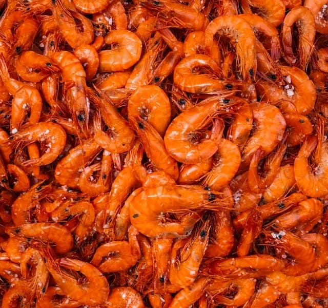 aprende ingles animal gambas shrimp naranja comida