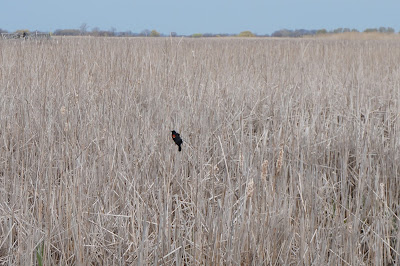 Bird in the Marsh - Point Pelee
