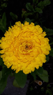 Calendula geneeskrachtig