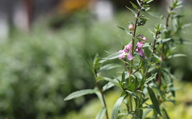 Angelonia Flowers Pictures