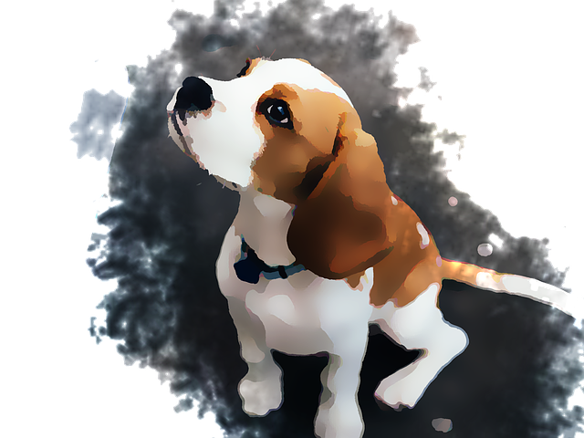 Hình ảnh giống chó Beagle