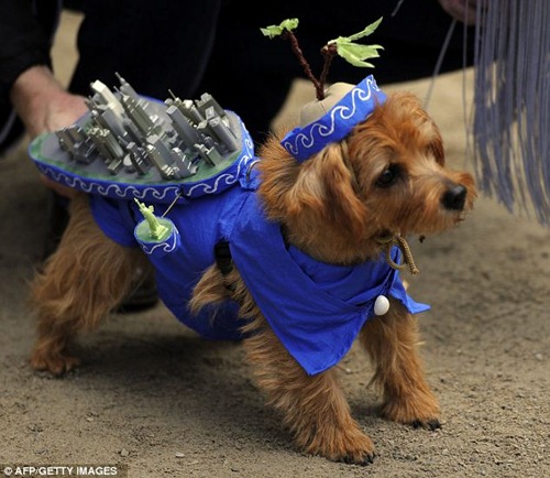 halloween_dog_costume_10