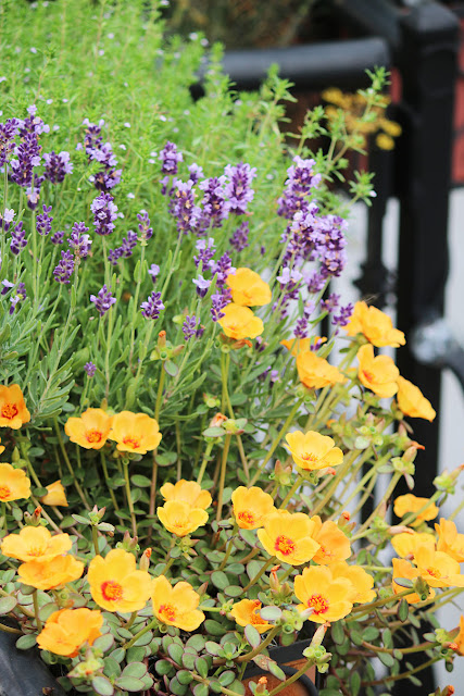 Windowbox herbs - marie viljoen