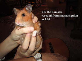 hamster haiku