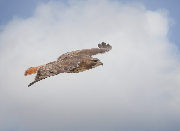 Adult red-tailed hawk flying.