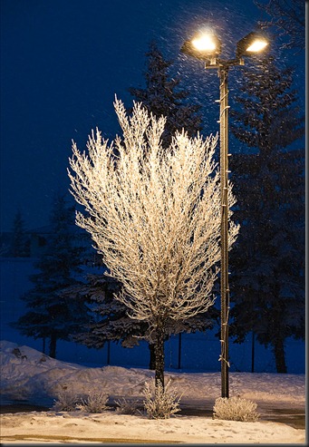 Tree1