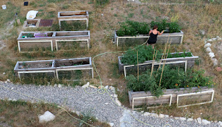 Watering the raised beds