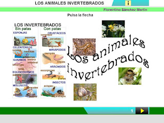  Animales invertebrados