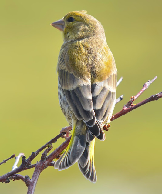 Green Finch Bird