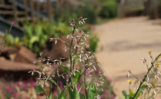 Arthropodium Cirratum Flowers Pictures