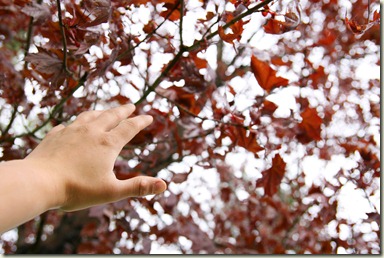 Hand_bokeh leaves