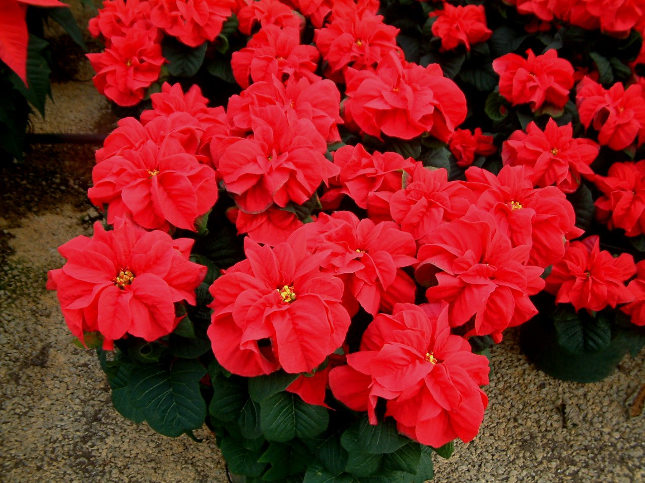 December Birth Flower Poinsettia