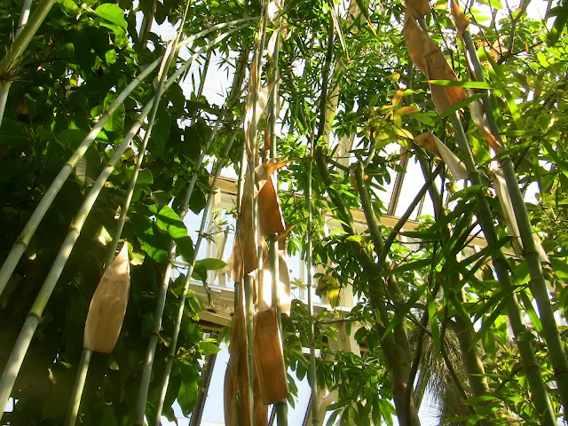 benefits of growing bamboo in pots