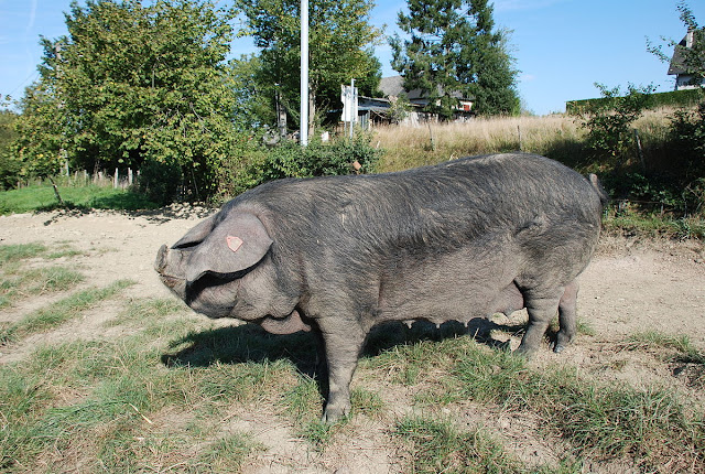 A Gascon Pig 