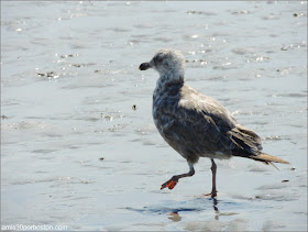 Playas de Massachusetts: Wingaersheek Beach