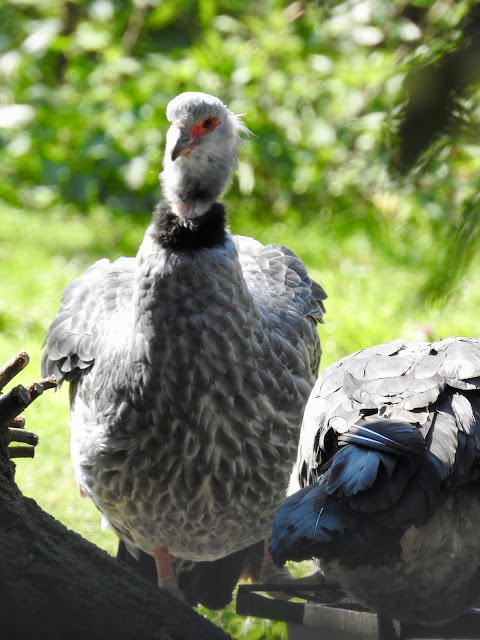 Southern Screamer