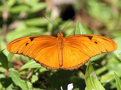 Julia Butterfly