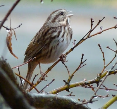 song sparrow