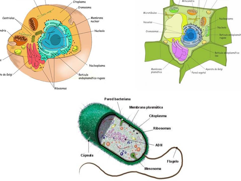 celula vegetal. celula vegetal. celula vegetal e animal. animal y célula vegetal. animal y