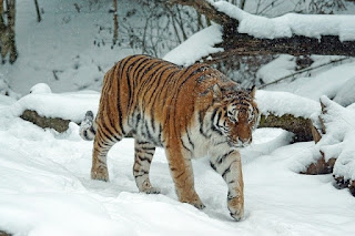 Mengenal Harimau Siberia, Kucing Terbesar di Dunia