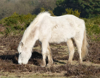 A picture of a grey pony loking very wooly