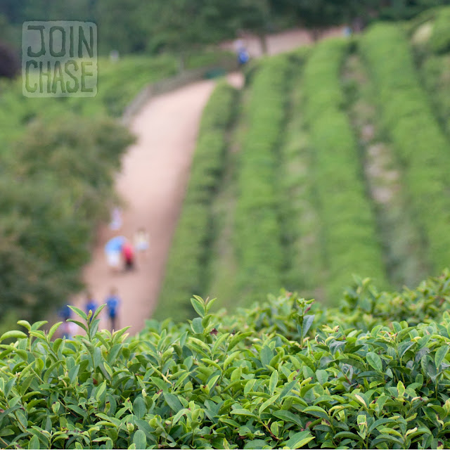 People walking along some of the trails at Daehan Green Tea Plantation in Boseong, Korea.