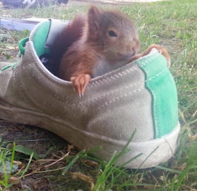Funny animals of the week - 28 March 2014 (40 pics), squirrel sits inside shoe