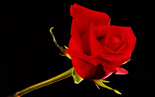 Red Rose Wallpapers