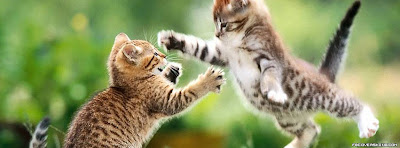 Cute Cat Facebook Cover Photo, Timeline Covers