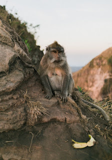 is a monkey a mammal