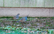 . up seeing two new birds; an Acorn Woodpecker and some California Quail. (dsc dr california quail )