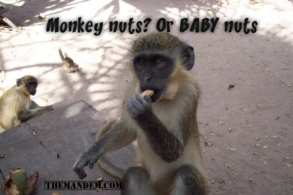 Monkey eating nuts