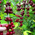 Perbedaan Antara Biji Kopi Arabika Dan Robusta