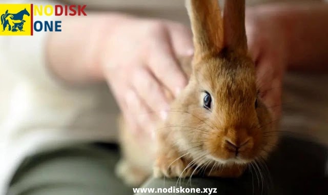 Best Practices To Prevent Rabbit Diseases